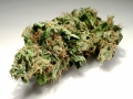 Master Kush