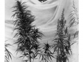 Male and Female Cannabis Plants