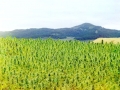 1910 Field of Cannabis